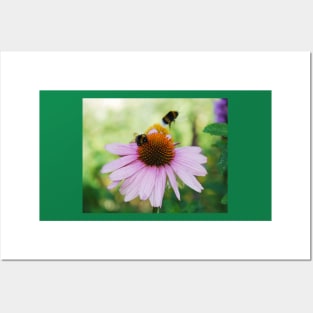 Echinacea Purpurea with Bees Posters and Art